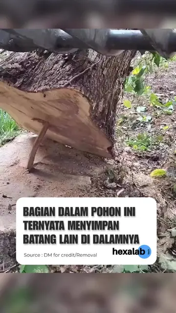Saat bagian besar dari batang pohon ini dipotong dan diangkat, muncul sesuatu ya