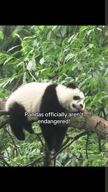 GOOD NEWS: PANDAS OFFICALLY ARENT ENDANGERED! #panda #wwf #endangered #babypanda