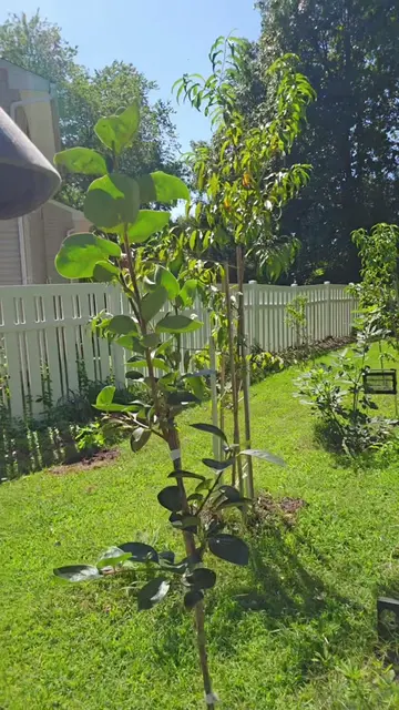 If you are looking for quality fruit trees in Maryland Mike Collins is the guy. 
