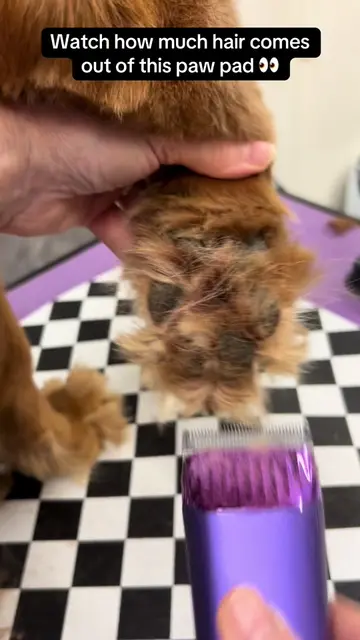 One of those quick little jobs that makes such a difference 🐾✂️ A quick paw pad