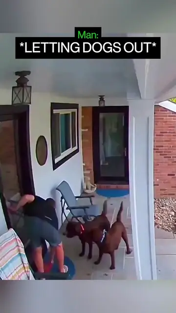 When Dogs Cause Chaos