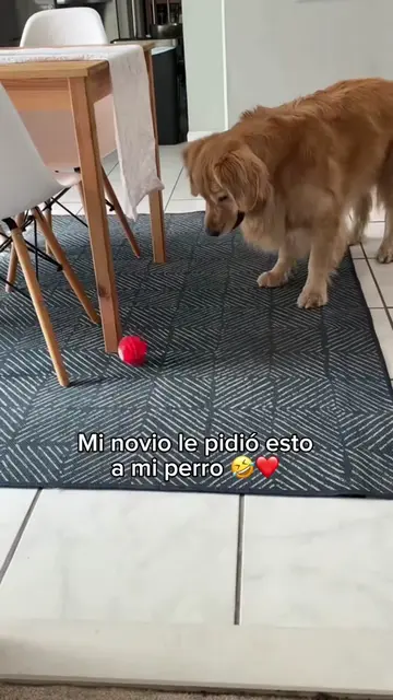 Esta pelota interactiva para perros ha sido todo un éxito con el mío 😂 el mejor