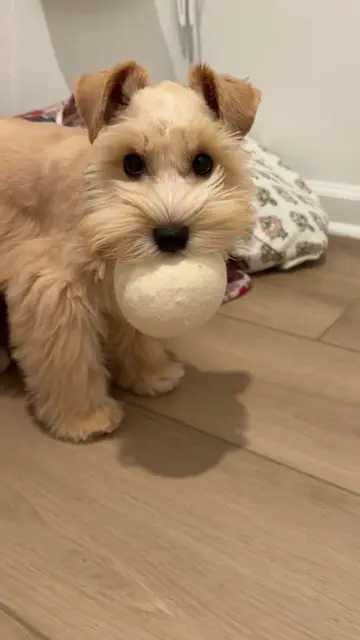 Rufus and his favorite toy, a dryer ball! 😆🤭#miniatureschnauzer #minischnauzer