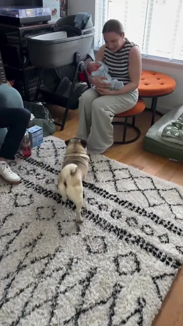 First time she saw her little brother.  #brother #family #newborn #puppy #baby 