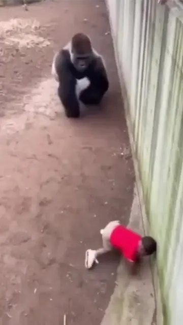 Real or AI? You make the call. A kid falls into a gorilla enclosure. No fence hi