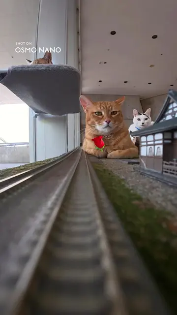 DJI Osmo Nano shoots in 4K, so every whisker, paw step, and toy-train turn lands