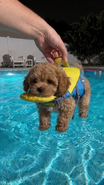 Comment “SWIM” if you want late night swims with your pup 🛟🐶🥺 #poodle #poodle