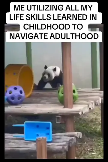oh the joys of adulthood. #joy #adulting #life #tt #foryoupage 