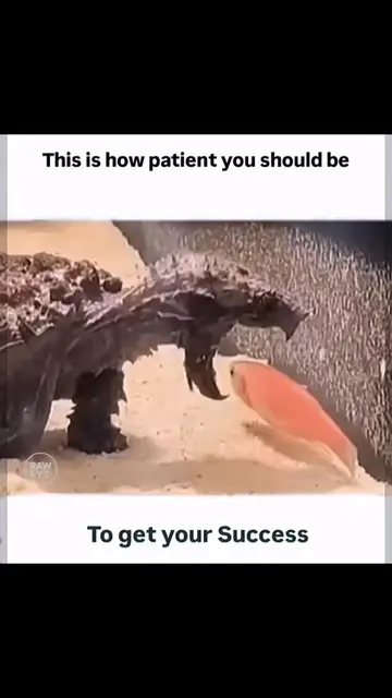 Stay Patient, Stay Strong,  #creatorsearchinsights #patience #trusttheprocess #g