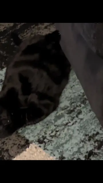 #blackcat #blackcatsoftiktok #void #cats #catsoftik 