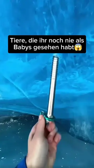 Hier sind einige Tiere als Babys. #tiere #wissen 