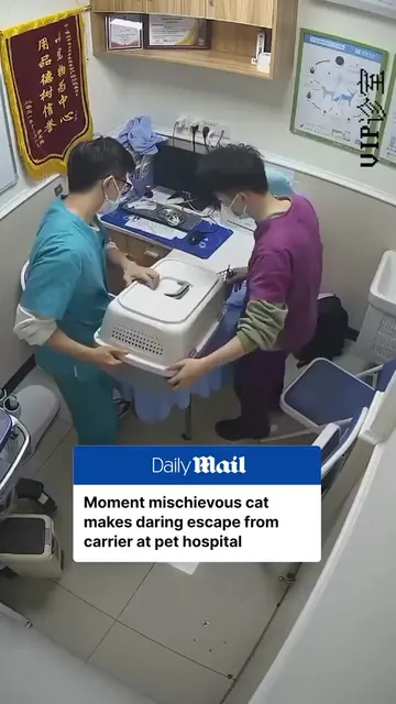A mischievous cat caused chaos at a pet hospital in Guangdong, China, after esca