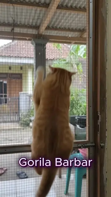 yang miara kucing oyen pasti rilet 😌🤨😏 #Lyria #Gemini 