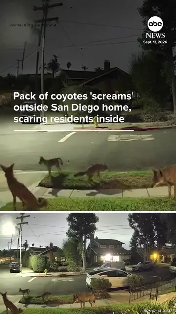 A pack of coyotes "screamed" outside of a home in San Diego, California, scaring