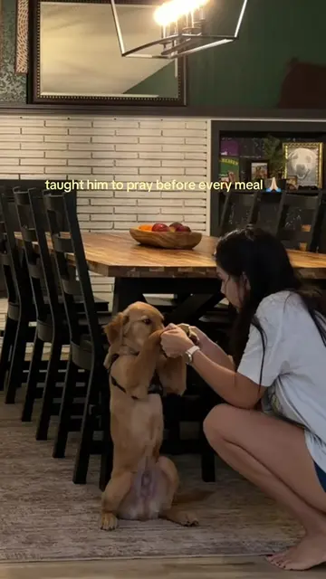 i can’t with him eyeing his food 🤣 #puppy #puppytiktok #dogsoftiktok #goldenret