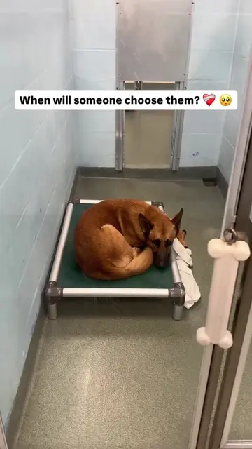 Imagine watching people walk past your kennel every day and wondering when someo