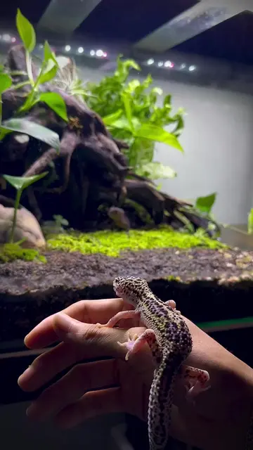 New friend?  [reptiles, leopard gecko, red-eyed crocodile skink] #fyp #gecko  #r