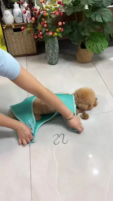 With this hammock, grooming—like trimming nails, cleaning ears, and trimming fur