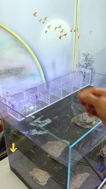 Một chiếc hộp lọc acrylic nhỏ gọn, vừa có thêm chỗ cho vật liệu lọc vừa dễ quan 