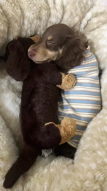 the sweetest @Jellycat #dachshundsoftiktok #dachshundpuppy #minidachshund #dogin