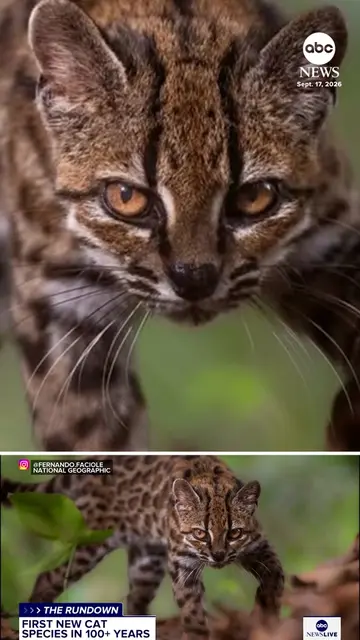 Scientists have discovered a new species of cat for the first time in over a cen