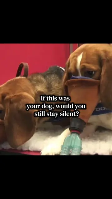 [READ HERE] Go to Marchforanimals.org for info to join the current march to shut