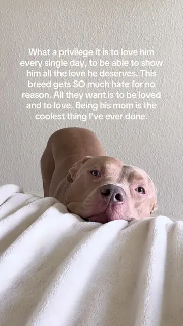 And now… please let me on that bed!!! Lol!! Anyone else’s dog do this?? #pitbull