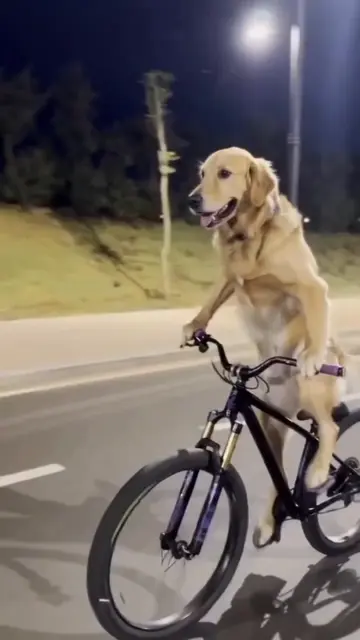 dog funny video 😂  #for #dogmemes #funny #viralvideos #foryou 