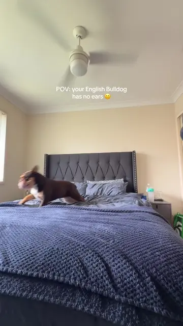 I would be lying if I said this wasn’t a daily occurence🤣🫠 #englishbulldog #do
