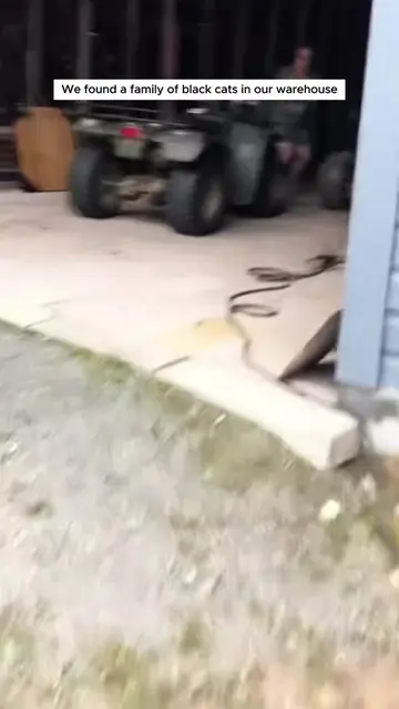 We found a family of black cats in our warehouse #animals #rescueanimals #animal
