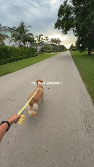 Since we’ve been doing so well with the leash in the front now, I thought it was