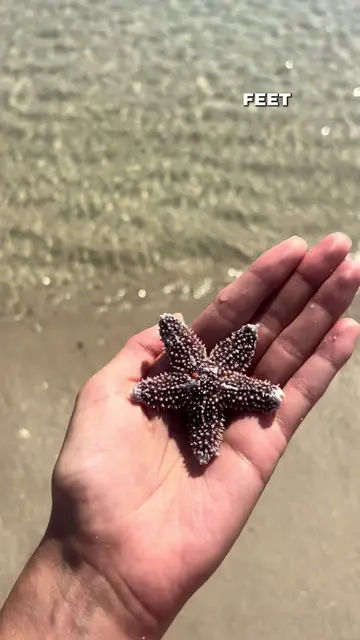 I found a starfish at Seaside Park! How fun! #seasideheights #seasidepark #beach