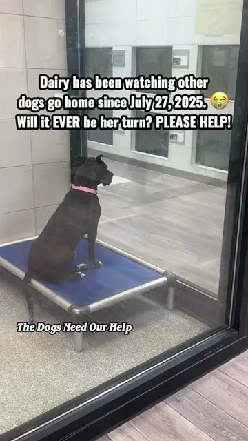 😭DAIRY HAS WATCHED SO MANY DOGS GO HOME FOR OVER A YEAR. WHEN WILL IT FINALLY B