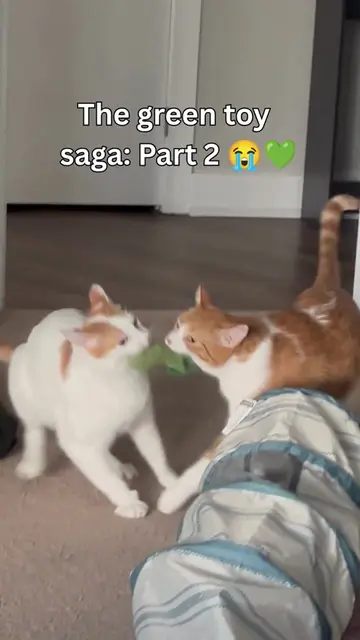 Spoiler: they still haven’t learned how to share 😭💚 #orangecats #catsoftiktok 