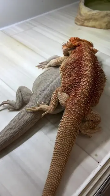 No way! 💦 That's terrible! 🤣.. Get it together!! ️ #darkred #beardeddragon #be