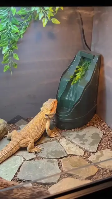 This fountain is a great help for bearded dragons because the moving water encou
