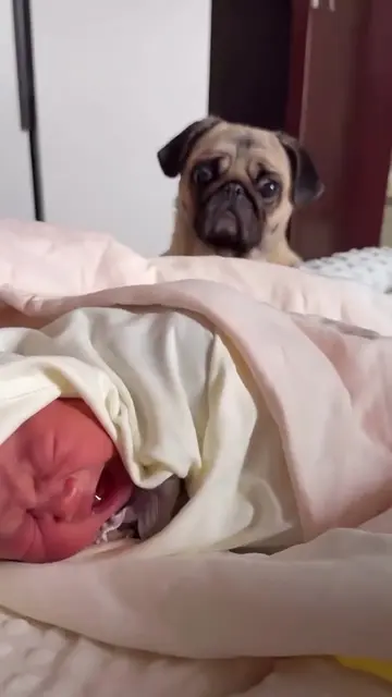 The looks 👀 on his face when the baby started crying 🥺. #soadorable #babies #s