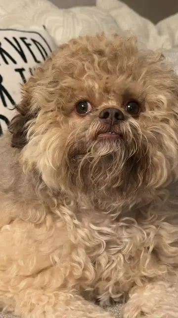 can someone translate dog into english please ? 