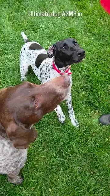 wait for end 😂😭😂 #dog #for #viralvideos #usatiktok🇺🇸 #dogmemes 