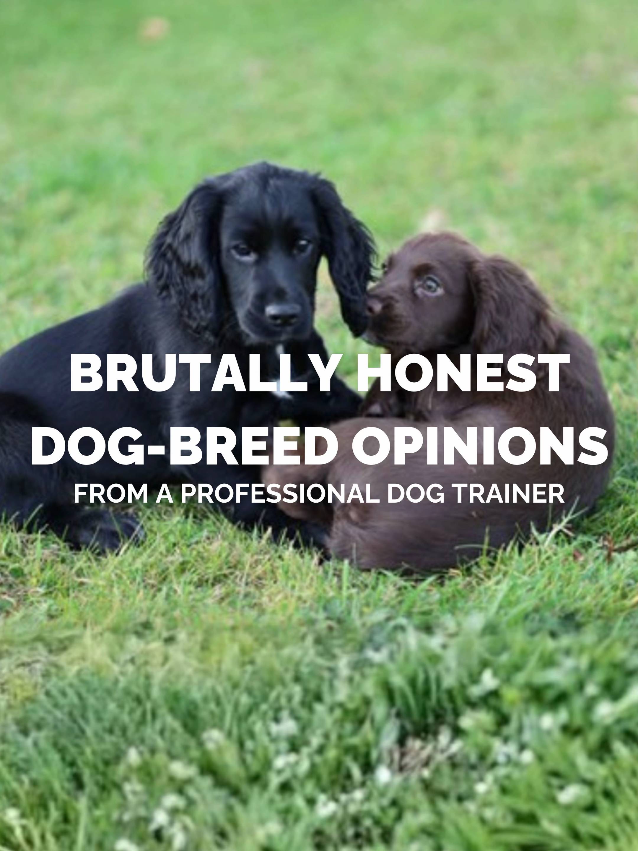 I’ve worked with 100s, if not 1000s, of dogs and these are the patterns I’m seei