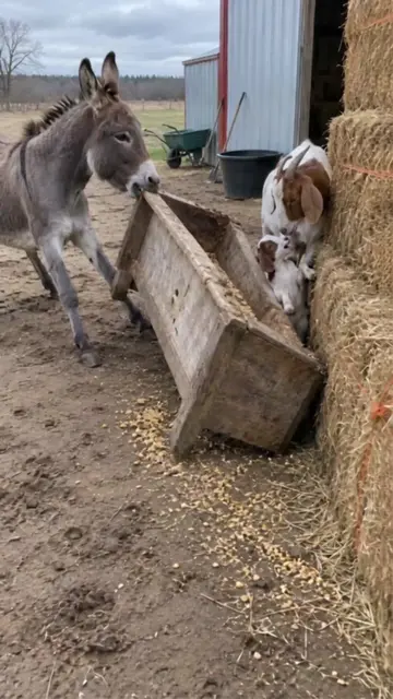 The trough pins the kid against the bales and the donkey lifts it off with his o