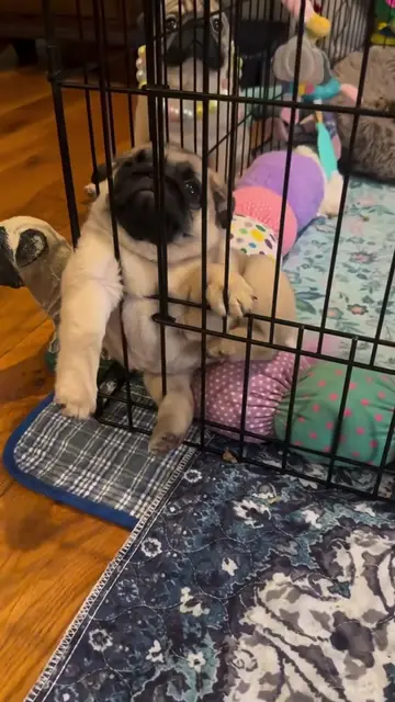 Nap Time…. WOOF #naptimeclean #nap #sleep #lovelypet #pug 