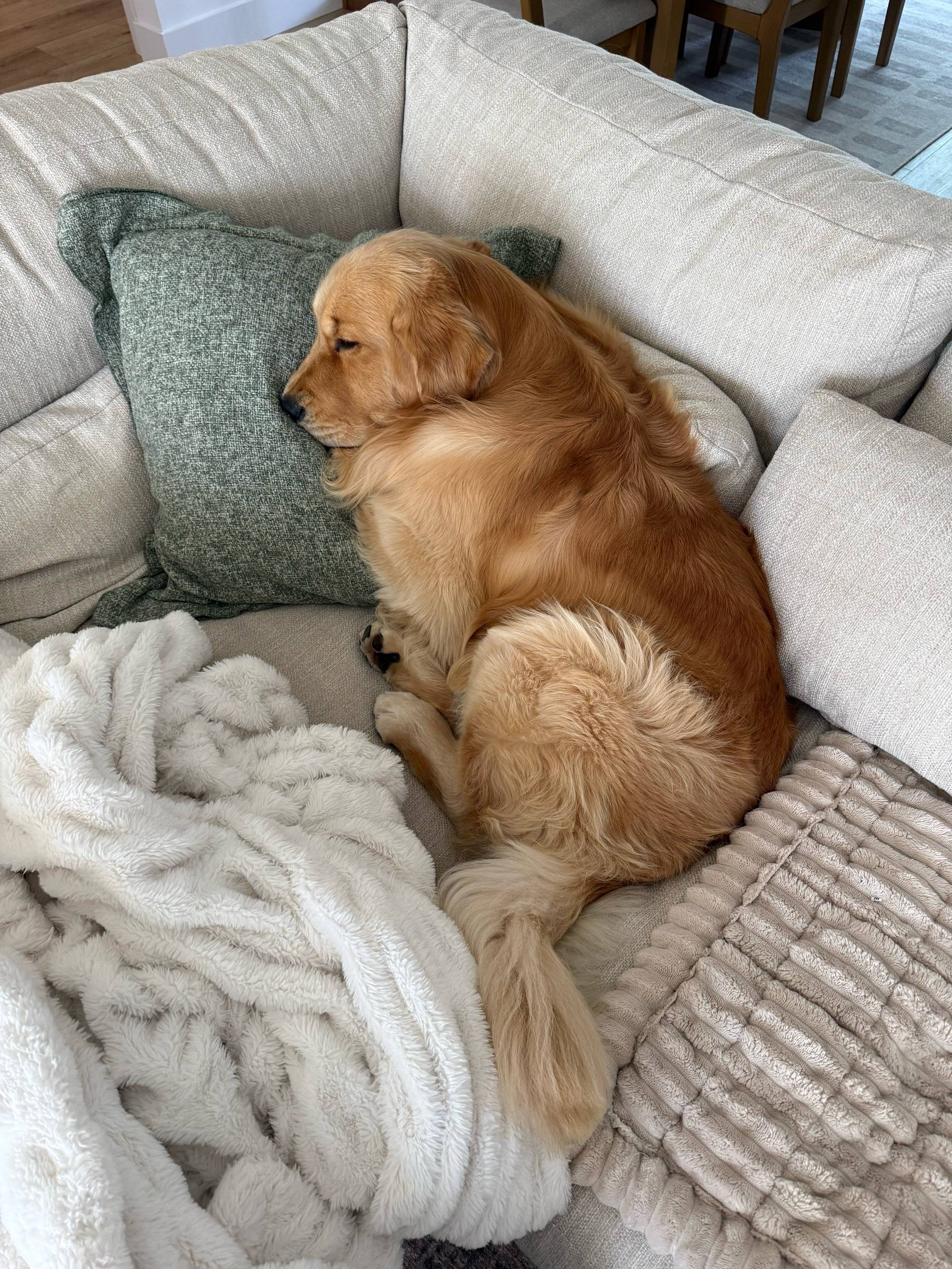 squishies  #reefthegolden #goldenretriever 