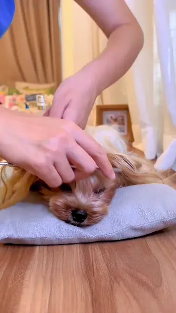 #dog #pet #hair 