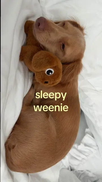 afternoon nap 🛌 #dachshund #dachshundsoftiktok #dachshundpuppy #weeniedog #doxi