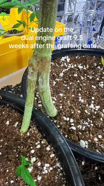 Running a double engine setup. 🏎️💨 Two independent root systems pushing nutrie