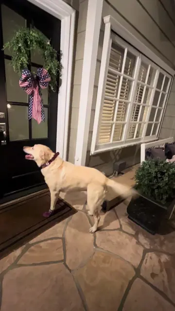 My Dog Went to Her Best Friend’s House and Rang the Doorbell 😂 #dog #dogsoftikt