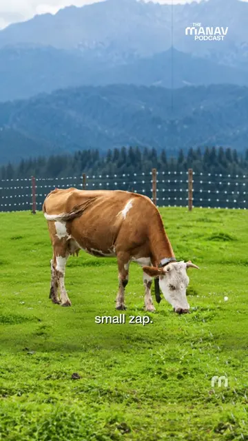 A New Zealand startup just hit $2 billion. Halter's AI collars replace fences wi