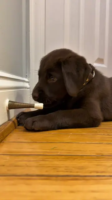 This is personal for puppy Charlie #cutedogs #puppylove #DogsOfTikTok  #creators