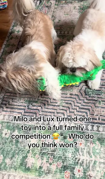Milo and Lux both said, “This toy is mine!” 😂🐾 The Tzu crew takes playtime ver